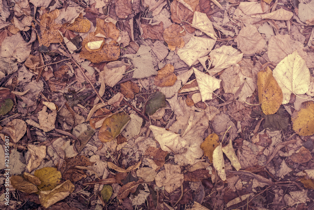 Autumnal fallen beech leaves on ground during fall season.