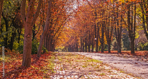 Autumnal chestnut alley