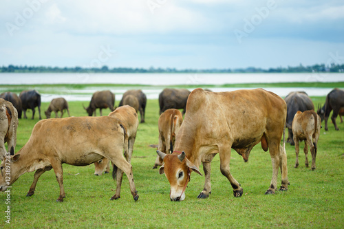 cow  ox and buffalo in the green field