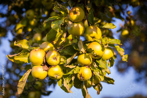 Bio Äpfel  im Herbst