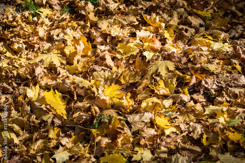 texture of yellow leaves texture of yellow leaves