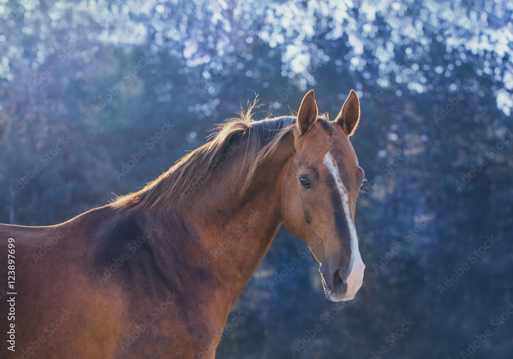 Obraz Dark gold horse portrait on nature background