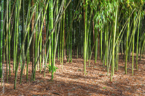 landscape in the bamboo grove
