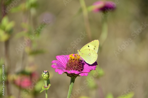 Flower & Butterfly © HiAzO