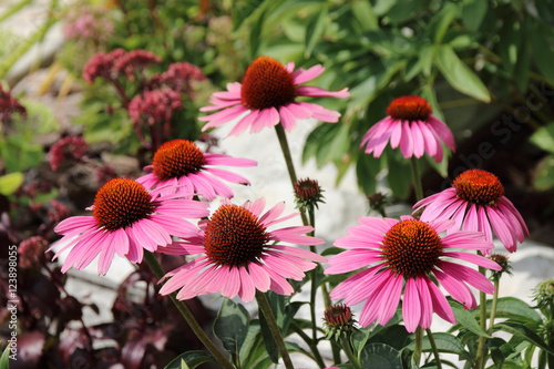 Fototapeta Naklejka Na Ścianę i Meble -  Cultivar Eastern purple coneflower (Echinacea purpurea 