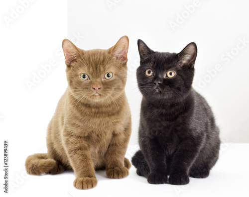 black and red British kitten looking