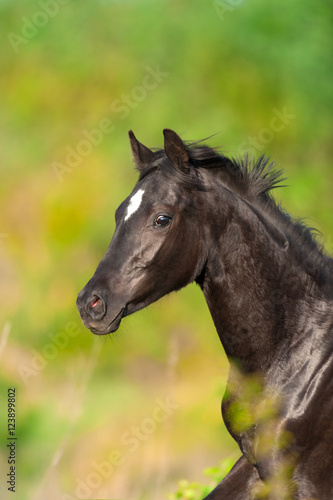 Black cute horse portrait in motion