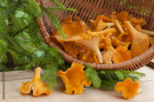 Edible Mushroom Chanterelle In Wicker Basket On Wooden Table With Small Fir On Outdoor Close Up. Green And Orange Color.