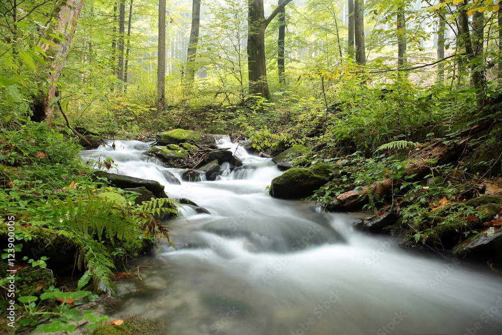 Fototapeta premium Forest stream on a misty autumn morning
