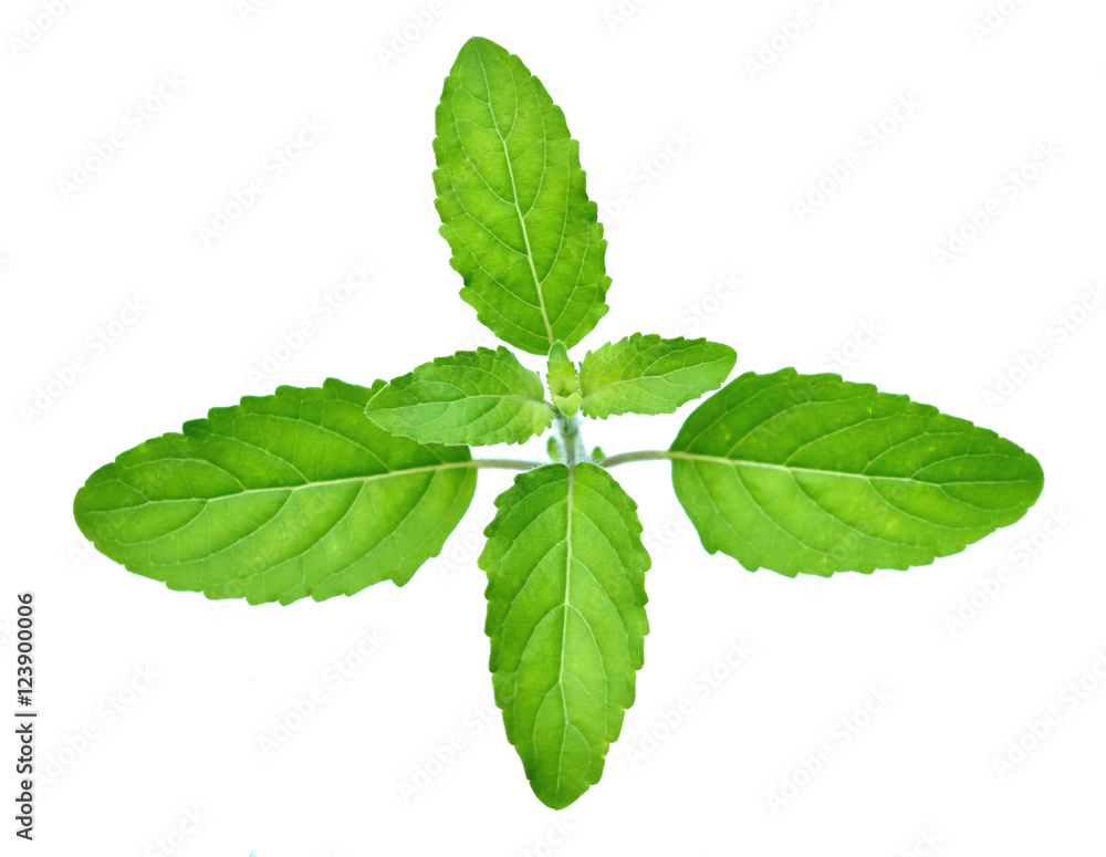 Holy basil or tulsi leaves isolated over white background Holy basil or tulsi leaves isolated over white background