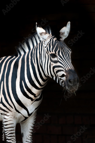 Zebra portrait isolated on black background