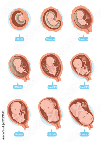 Fetal Growth/Human fetus inside the womb 1 to 9 months.Vector illustrations