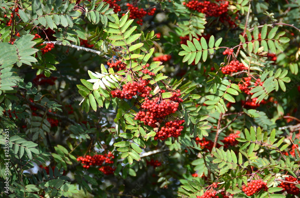 Red rowan berries on a Rowan tree