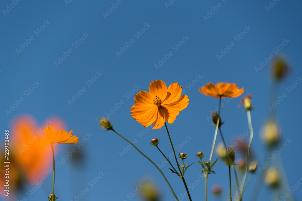 Obraz premium Cosmos sulphureus