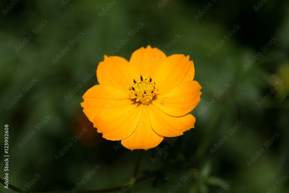 Cosmos sulphureus Cosmos sulphureus