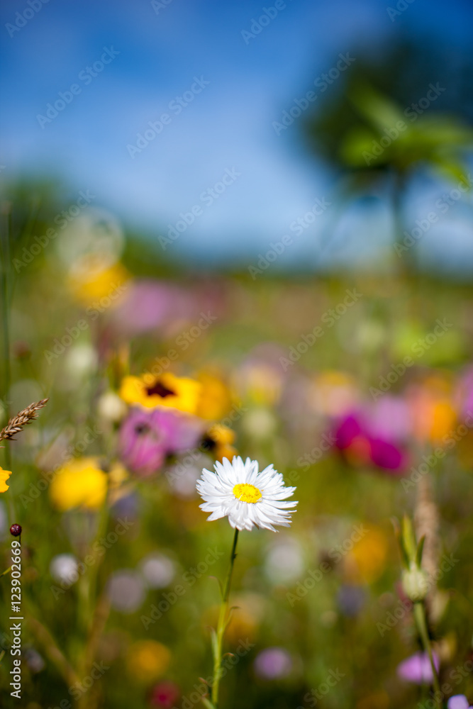 Obraz premium Blumenwiese Sommerblumen Landschaft Natur