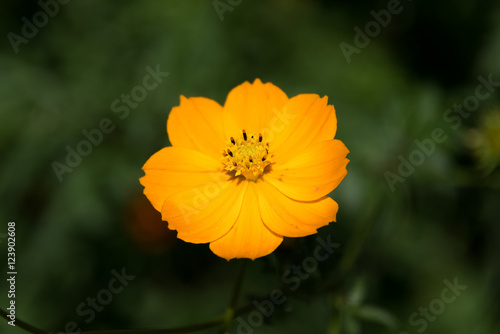 Cosmos sulphureus