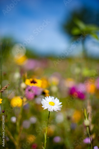 Blumenwiese Sommerblumen Landschaft Natur © teamfoto