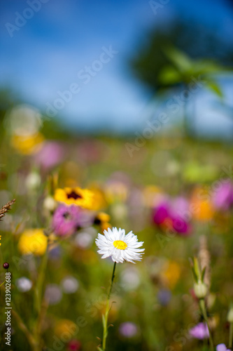 Blumenwiese Sommerblumen Landschaft Natur © teamfoto