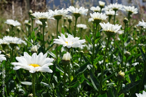 Blütenmeer: Blumenrabatte mit Margeriten