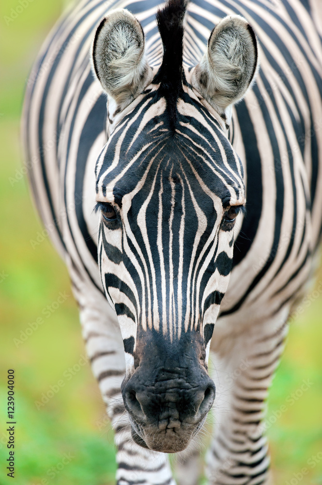 Fototapeta premium Zebra close-up portrait