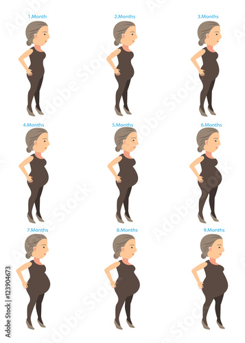 Pregnancy Stages/stages of changes in a woman's body in