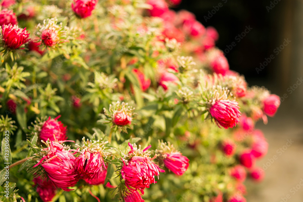  Aster novi-belgii 