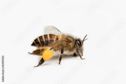 Honey Bee in White Background.