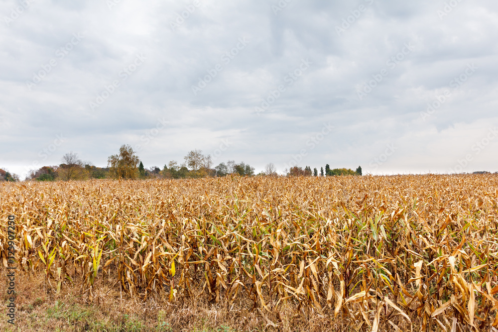 Obraz premium Field ripe yellow corn