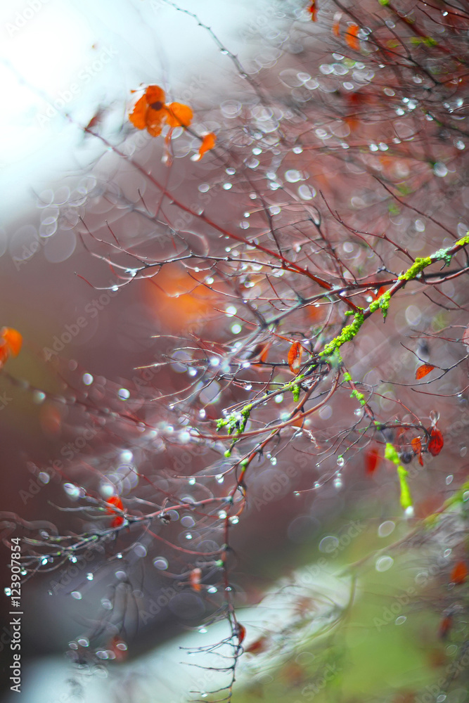 blurred background with branches and raindrops blurred background with branches and raindrops