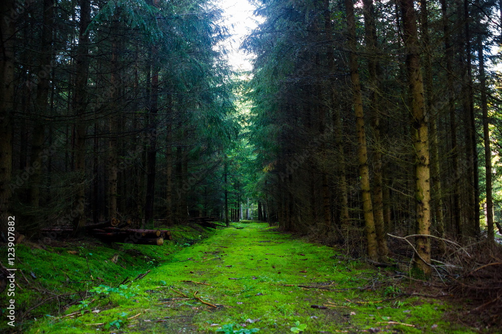 Fototapeta premium forest road