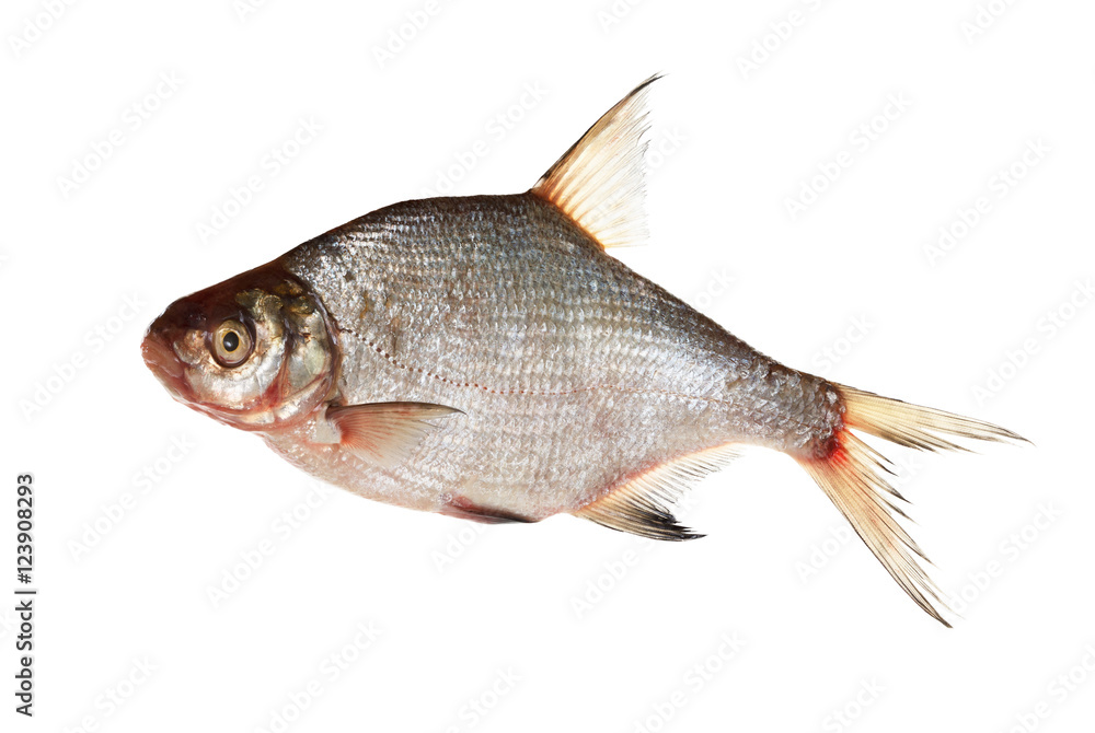 bream isolated on white background bream isolated on white background