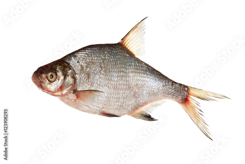 bream isolated on white background