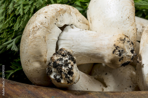 Принти на полотні Close-up of raw mushrooms into a wooden bowl. Autumn food