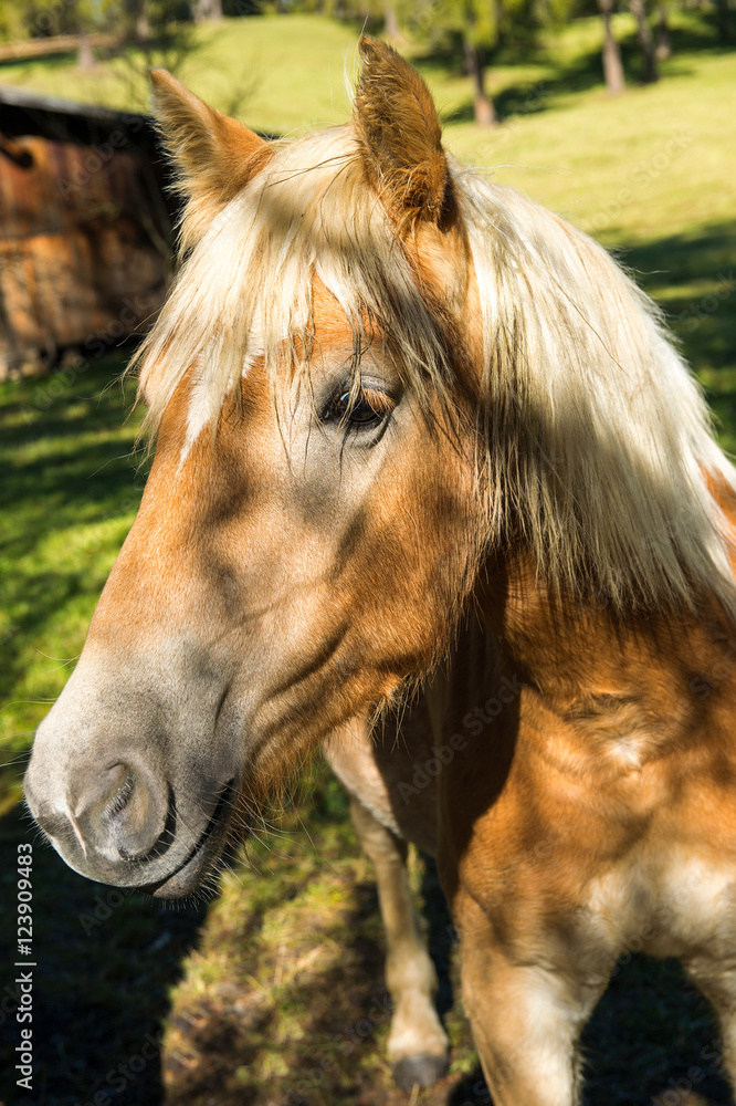 Obraz premium Cavallo Avelignese