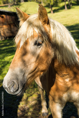 Cavallo Avelignese