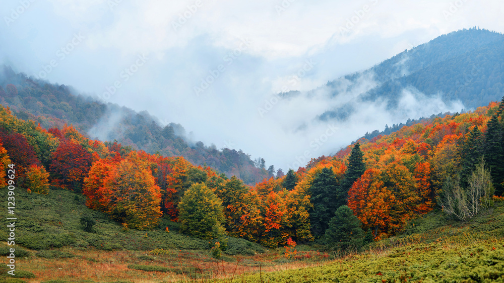 Fototapeta premium Pastel renkli ağaçlar