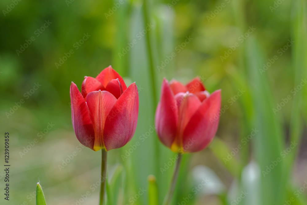 Light red tulips