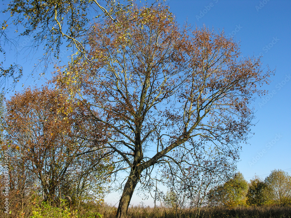 Obraz premium Resets the faded foliage trees and bushes on a background of the clear autumn sky