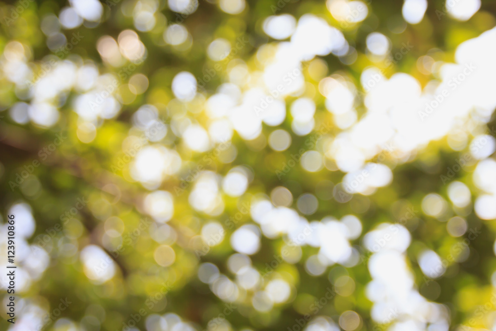 Beautiful bokeh green leaves tree background. Beautiful bokeh green leaves tree background.