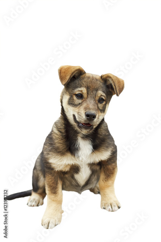 cute playful puppy with a funny face on a white isolated background