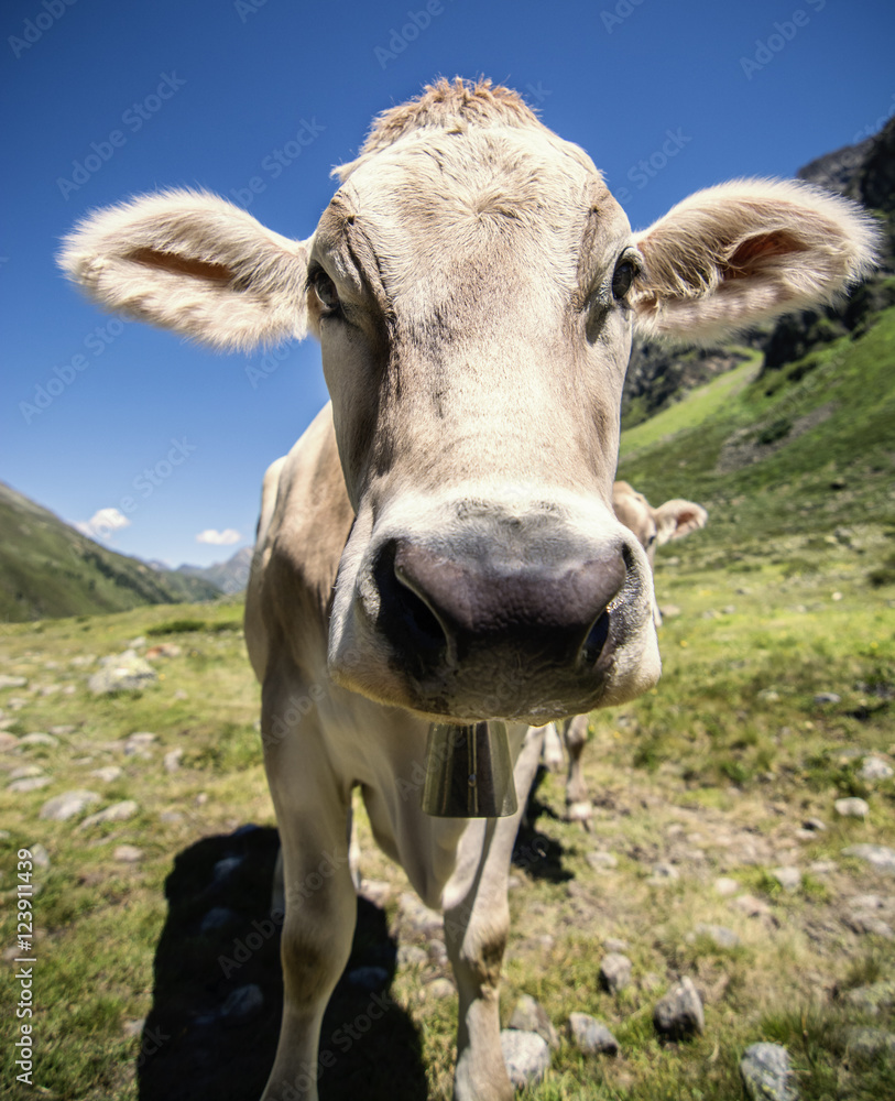Kamerainteressierte Kuh in den Alpen