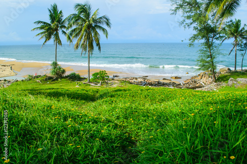 coconut tree on garden and seascapes views 