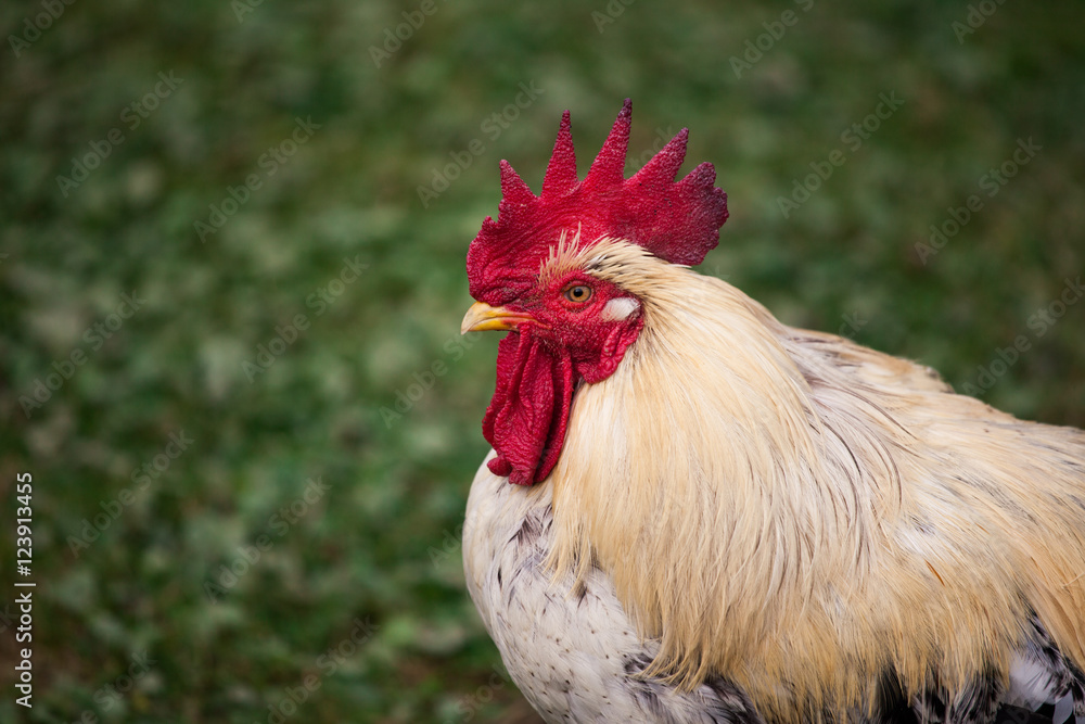 Head shot of Rooster 