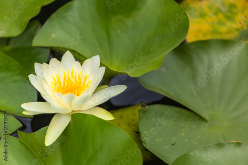 The Water lily flower.background is Water lily leaves.