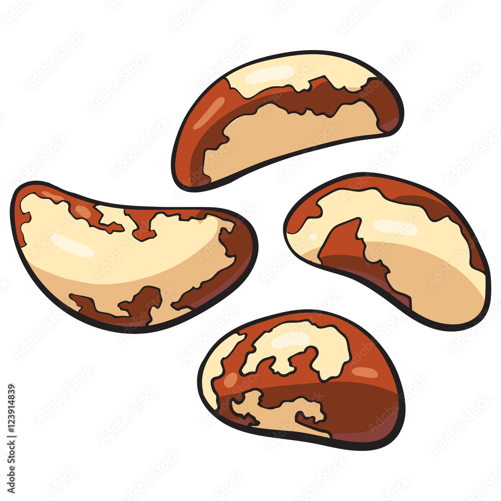 Whole and peeled brazil nuts, vector illustration isolated on white background. Drawing of brazil nuts on white background, delicious healthy vegan snack Whole and peeled brazil nuts, vector illustration isolated on white background. Drawing of brazil nuts on white background, delicious healthy vegan snack
