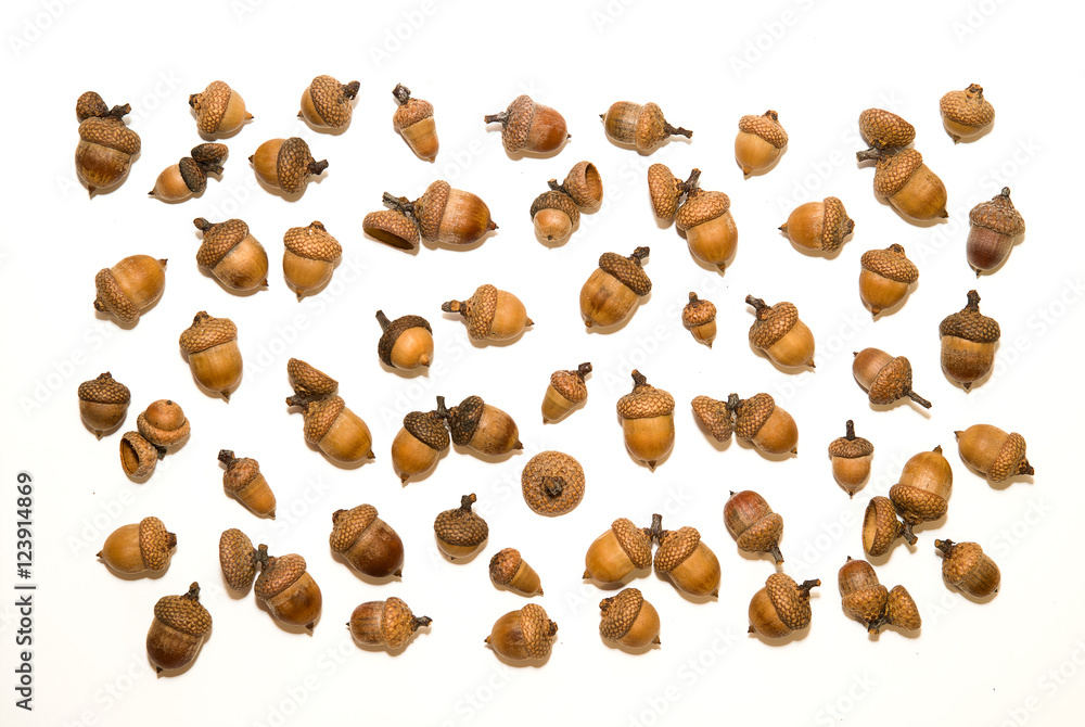 Many dried autumn acorns on over white Many dried autumn acorns on over white
