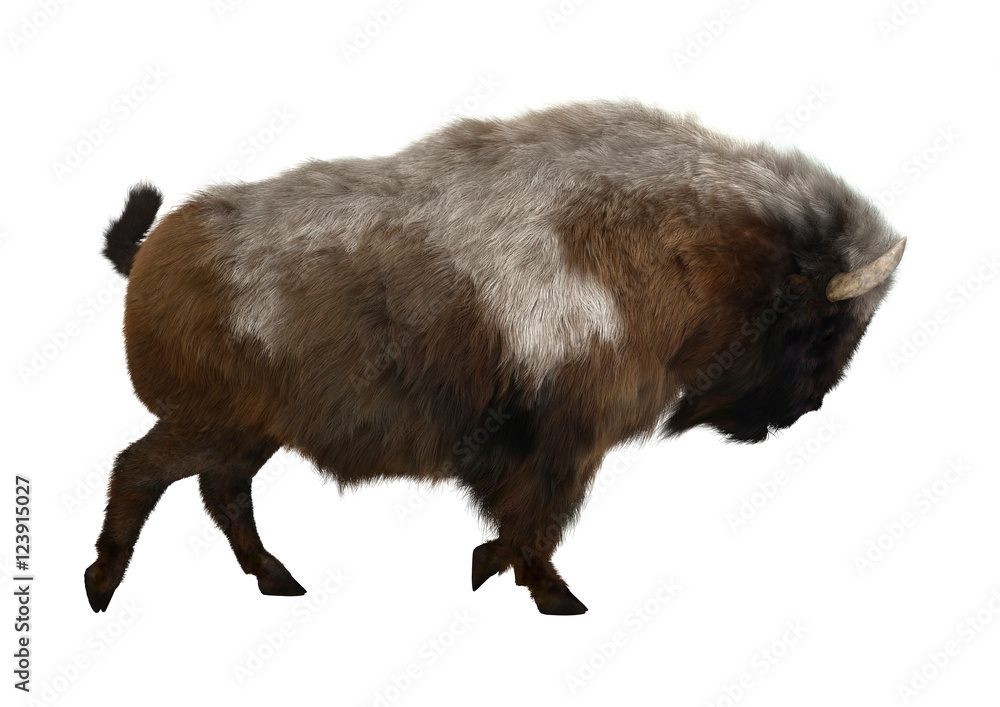 3D Rendering American Bison on White 3D Rendering American Bison on White