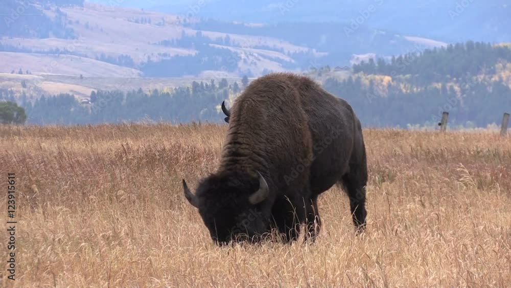 Bison on the Prairie Bison on the Prairie