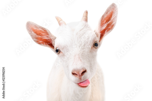 Portrait of a funny goat showing tongue 